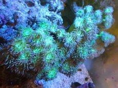 画像1: 【サンゴまとめ買い割引き10％〜20%OFF対象商品】 【サンゴ】【通販】【オーストラリア産】ウィスカーズコーラル (Green/XXLサイズ）（個体販売）（±18cm)No.3（生体）（サンゴ） (1)