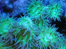 画像2: 【サンゴまとめ買い割引き10％〜20%OFF対象商品】 【サンゴ】【通販】【オーストラリア産】ウィスカーズコーラル (Green/XXLサイズ）（個体販売）（±18cm)No.3（生体）（サンゴ） (2)