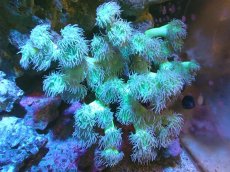 画像1: 【サンゴまとめ買い割引き10％〜20%OFF対象商品】 【サンゴ】【通販】【オーストラリア産】ウィスカーズコーラル (Green/XXLサイズ）（個体販売）（±18cm)No.4（生体）（サンゴ） (1)