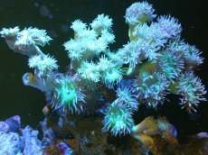 画像1: 【サンゴまとめ買い割引き10％〜20%OFF対象商品】 【サンゴ】【通販】【オーストラリア産】ウィスカーズコーラル (Green/XXLサイズ）（個体販売）（±20cm)No.5（生体）（サンゴ） (1)