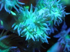 画像2: 【サンゴまとめ買い割引き10％〜20%OFF対象商品】 【サンゴ】【通販】【オーストラリア産】ウィスカーズコーラル (Green/XXLサイズ）（個体販売）（±20cm)No.5（生体）（サンゴ） (2)