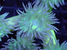 画像2: 【サンゴまとめ買い割引き10％〜20%OFF対象商品】 【サンゴ】【通販】【オーストラリア産】ウィスカーズコーラル (Green/MLサイズ）（個体販売）No.6（生体）（サンゴ） (2)