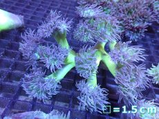 画像1: 【サンゴまとめ買い割引き10％〜20%OFF対象商品】 【サンゴ】【通販】【オーストラリア産】ウィスカーズコーラル (Green/Mサイズ）（個体販売）No.7（生体）（サンゴ） (1)