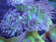 画像2: 【サンゴまとめ買い割引き10％〜20%OFF対象商品】 【サンゴ】【通販】【オーストラリア産】ウィスカーズコーラル (Green/Mサイズ）（個体販売）No.7（生体）（サンゴ） (2)