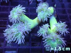 画像1: 【サンゴまとめ買い割引き10％〜20%OFF対象商品】 【サンゴ】【通販】【オーストラリア産】ウィスカーズコーラル (Green/SMサイズ）（個体販売）No.8（生体）（サンゴ） (1)