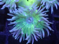 画像2: 【サンゴまとめ買い割引き10％〜20%OFF対象商品】 【サンゴ】【通販】【オーストラリア産】ウィスカーズコーラル (Green/SMサイズ）（個体販売）No.8（生体）（サンゴ） (2)