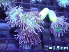 画像1: 【サンゴまとめ買い割引き10％〜20%OFF対象商品】 【サンゴ】【通販】【オーストラリア産】ウィスカーズコーラル (Green/SMサイズ）（個体販売）No.9（生体）（サンゴ） (1)