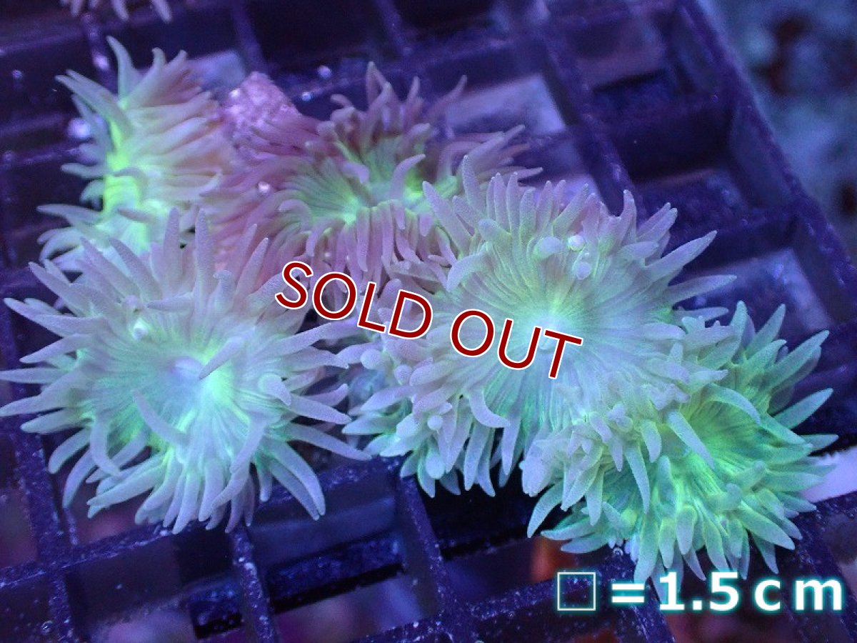 画像1: 【サンゴまとめ買い割り引き対象商品30周年セール】【サンゴ】【通販】【オーストラリア産】ウィスカーズコーラル (Green/SMサイズ）（個体販売）No.11（生体）（サンゴ） (1)