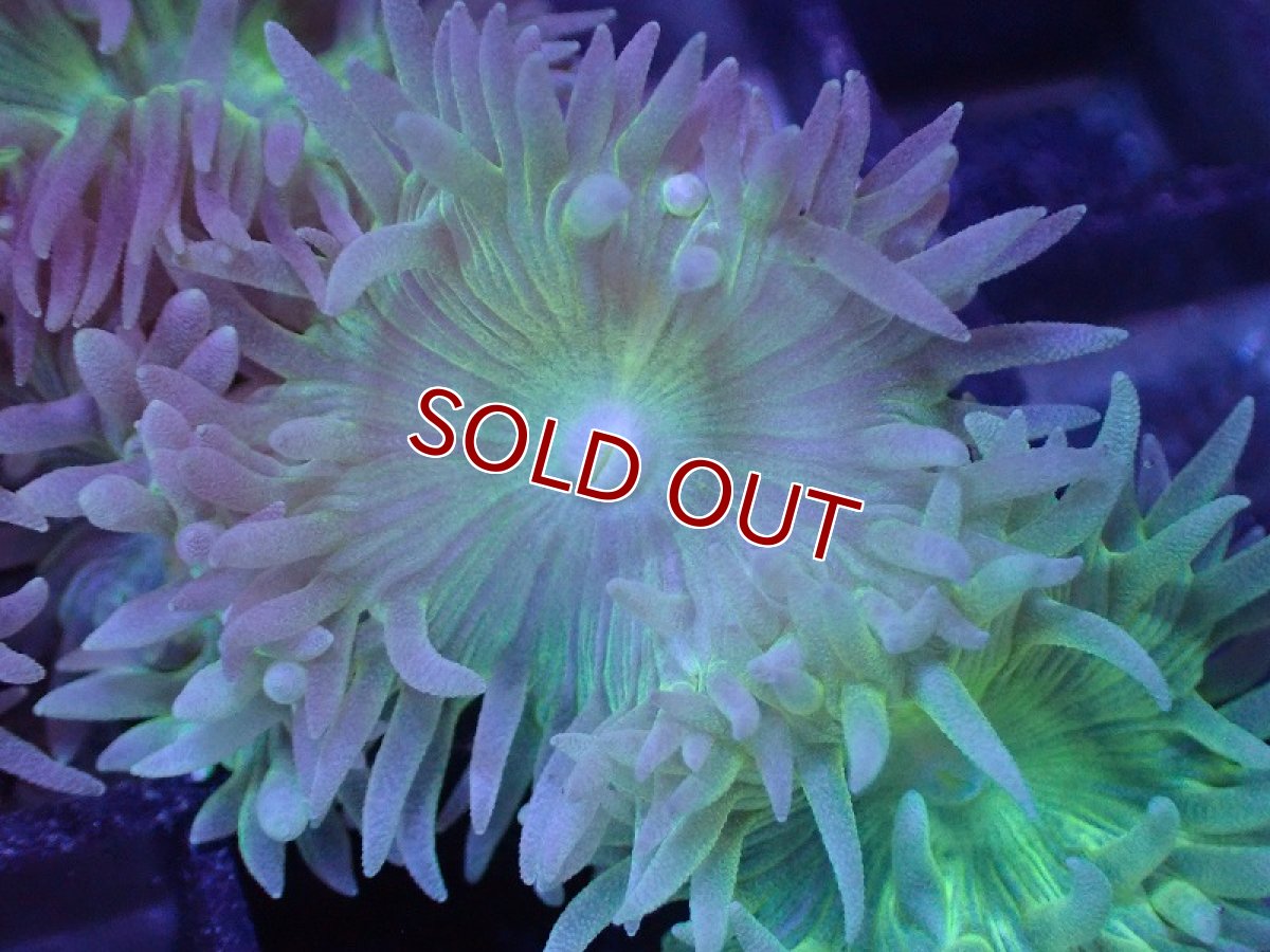 画像2: 【サンゴまとめ買い割り引き対象商品30周年セール】【サンゴ】【通販】【オーストラリア産】ウィスカーズコーラル (Green/SMサイズ）（個体販売）No.11（生体）（サンゴ） (2)