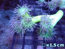 画像1: 【サンゴまとめ買い割引き10％〜20%OFF対象商品】 【サンゴ】【通販】【オーストラリア産】ウィスカーズコーラル (Green/SMサイズ）（個体販売）No.12（生体）（サンゴ） (1)