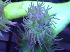 画像2: 【サンゴまとめ買い割引き10％〜20%OFF対象商品】 【サンゴ】【通販】【オーストラリア産】ウィスカーズコーラル (Green/SMサイズ）（個体販売）No.12（生体）（サンゴ） (2)