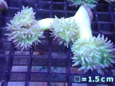 画像1: 【サンゴまとめ買い割引き10％〜20%OFF対象商品】 【サンゴ】【通販】【オーストラリア産】ウィスカーズコーラル (Green/SMサイズ）（個体販売）No.13（生体）（サンゴ） (1)