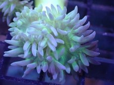 画像2: 【サンゴまとめ買い割引き10％〜20%OFF対象商品】 【サンゴ】【通販】【オーストラリア産】ウィスカーズコーラル (Green/SMサイズ）（個体販売）No.13（生体）（サンゴ） (2)