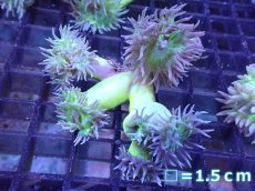 画像1: 【サンゴまとめ買い割引き10％〜20%OFF対象商品】 【サンゴ】【通販】【オーストラリア産】ウィスカーズコーラル (Green/SMサイズ）（個体販売）No.14（生体）（サンゴ） (1)