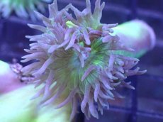 画像2: 【サンゴまとめ買い割引き10％〜20%OFF対象商品】 【サンゴ】【通販】【オーストラリア産】ウィスカーズコーラル (Green/SMサイズ）（個体販売）No.14（生体）（サンゴ） (2)