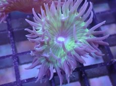 画像2: 【サンゴまとめ買い割引き10％〜20%OFF対象商品】 【サンゴ】【通販】【オーストラリア産】ウィスカーズコーラル (Green/フラグ）（個体販売）No.15（生体）（サンゴ） (2)