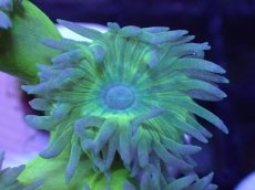 画像2: 【サンゴまとめ買い割引き10％〜20%OFF対象商品】 【サンゴ】【通販】【オーストラリア産】ウィスカーズコーラル (Green/フラグ）（個体販売）No.16（生体）（サンゴ） (2)