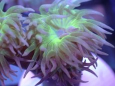 画像2: 【サンゴまとめ買い割引き10％〜20%OFF対象商品】 【サンゴ】【通販】【オーストラリア産】ウィスカーズコーラル (Green/フラグ）（個体販売）No.17（生体）（サンゴ） (2)