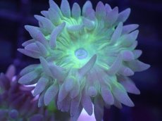 画像2: 【サンゴまとめ買い割引き10％〜20%OFF対象商品】 【サンゴ】【通販】【オーストラリア産】ウィスカーズコーラル (Green/フラグ）（個体販売）No.18（生体）（サンゴ） (2)