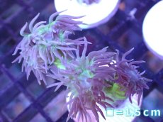 画像1: 【サンゴまとめ買い割引き10％〜20%OFF対象商品】 【サンゴ】【通販】【オーストラリア産】ウィスカーズコーラル (Green/フラグ）（個体販売）No.19（生体）（サンゴ） (1)