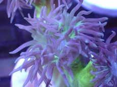 画像2: 【サンゴまとめ買い割引き10％〜20%OFF対象商品】 【サンゴ】【通販】【オーストラリア産】ウィスカーズコーラル (Green/フラグ）（個体販売）No.19（生体）（サンゴ） (2)