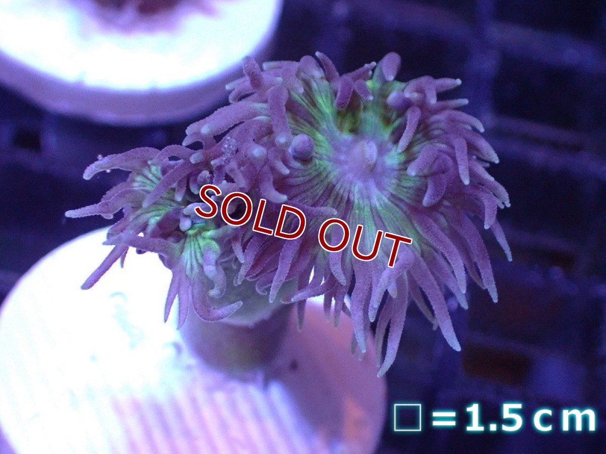 画像1: 【サンゴまとめ買い割り引き対象商品30周年セール】【サンゴ】【通販】【オーストラリア産】ウィスカーズコーラル (Green/フラグ）（個体販売）No.21（生体）（サンゴ） (1)