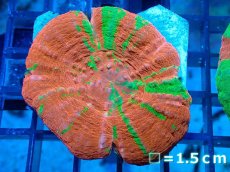 画像1: 【サンゴ】【通販】【オーストラリア産】スコリミア（Breeding Apple/Reverse)（個体販売）No.1（生体）（サンゴ） (1)