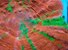 画像2: 【サンゴ】【通販】【オーストラリア産】スコリミア（Breeding Apple/Reverse)（個体販売）No.1（生体）（サンゴ） (2)