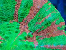 画像2: 【サンゴ】【通販】【オーストラリア産】スコリミア（Breeding Apple)（個体販売）No.2（生体）（サンゴ） (2)