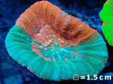 画像1: 【サンゴ】【通販】【オーストラリア産】スコリミア（Breeding Apple)（個体販売）No.3（生体）（サンゴ） (1)