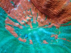 画像2: 【サンゴ】【通販】【オーストラリア産】スコリミア（Breeding Apple)（個体販売）No.3（生体）（サンゴ） (2)