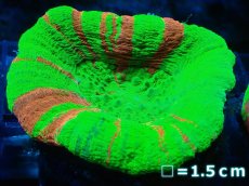 画像1: 【サンゴ】【通販】【オーストラリア産】スコリミア（Breeding Apple)（個体販売）No.4（生体）（サンゴ） (1)