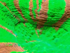 画像2: 【サンゴ】【通販】【オーストラリア産】スコリミア（Breeding Apple)（個体販売）No.4（生体）（サンゴ） (2)