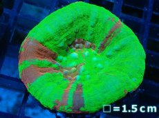 画像1: 【サンゴ】【通販】【オーストラリア産】スコリミア（Breeding Apple)（個体販売）No.5（生体）（サンゴ） (1)