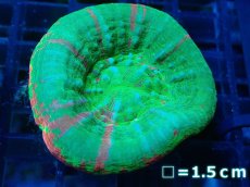 画像1: 【サンゴ】【通販】【オーストラリア産】スコリミア（Breeding Apple)（個体販売）No.6（生体）（サンゴ） (1)