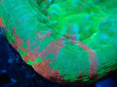 画像2: 【サンゴ】【通販】【オーストラリア産】スコリミア（Breeding Apple)（個体販売）No.6（生体）（サンゴ） (2)