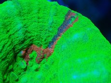 画像2: 【サンゴ】【通販】【オーストラリア産】スコリミア（Breeding Apple)（個体販売）No.7（生体）（サンゴ） (2)