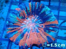 画像1: 【サンゴ】【通販】【オーストラリア産】スコリミア（War Paint)（個体販売）No.1（生体）（サンゴ） (1)