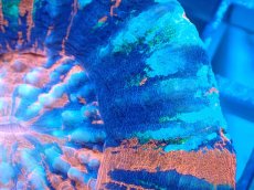 画像2: 【サンゴ】【通販】【オーストラリア産】スコリミア（War Paint)（個体販売）No.1（生体）（サンゴ） (2)