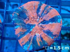 画像1: 【サンゴ】【通販】【オーストラリア産】スコリミア（War Paint)（個体販売）No.2（生体）（サンゴ） (1)