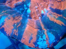 画像2: 【サンゴ】【通販】【オーストラリア産】スコリミア（War Paint)（個体販売）No.2（生体）（サンゴ） (2)