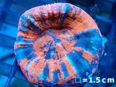 画像1: 【サンゴ】【通販】【オーストラリア産】スコリミア（War Paint)（個体販売）No.3（生体）（サンゴ） (1)