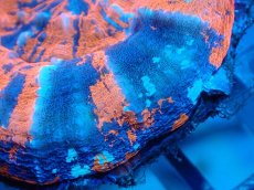 画像2: 【サンゴ】【通販】【オーストラリア産】スコリミア（War Paint)（個体販売）No.3（生体）（サンゴ） (2)