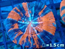 画像1: 【サンゴ】【通販】【オーストラリア産】スコリミア（War Paint)（個体販売）No.4（生体）（サンゴ） (1)