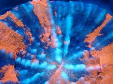 画像2: 【サンゴ】【通販】【オーストラリア産】スコリミア（War Paint)（個体販売）No.4（生体）（サンゴ） (2)