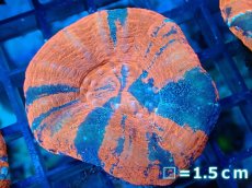 画像1: 【サンゴ】【通販】【オーストラリア産】スコリミア（War Paint)（個体販売）No.5（生体）（サンゴ） (1)