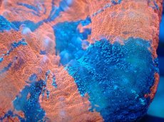 画像2: 【サンゴ】【通販】【オーストラリア産】スコリミア（War Paint)（個体販売）No.5（生体）（サンゴ） (2)