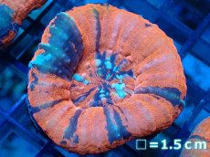 画像1: 【サンゴ】【通販】【オーストラリア産】スコリミア（War Paint)（個体販売）No.6（生体）（サンゴ） (1)