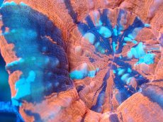 画像2: 【サンゴ】【通販】【オーストラリア産】スコリミア（War Paint)（個体販売）No.6（生体）（サンゴ） (2)