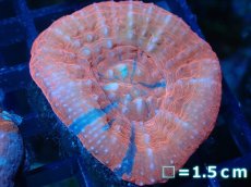 画像1: 【サンゴ】【通販】【オーストラリア産】スコリミア（War Paint)（個体販売）No.7（生体）（サンゴ） (1)